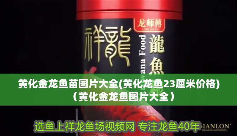 黃化金龍魚苗圖片大全(黃化龍魚23厘米價格)（黃化金龍魚圖片大全） 黃化金龍魚苗圖片大全(黃化龍魚23厘米價格)（黃化金龍魚圖片大全） 觀賞魚百科