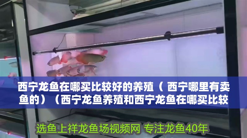 西寧龍魚在哪買比較好的養殖（ 西寧哪里有賣魚的）（西寧龍魚養殖和西寧龍魚在哪買比較好的養殖市場參考價）