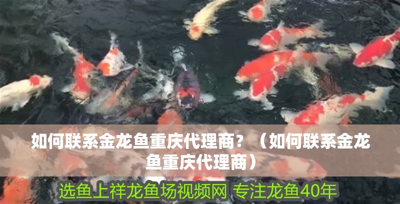如何聯(lián)系金龍魚重慶代理商？（如何聯(lián)系金龍魚重慶代理商）