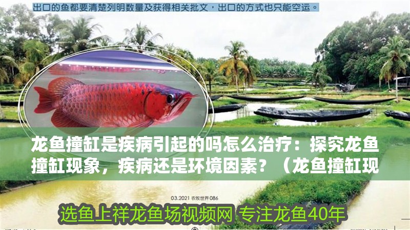 龍魚撞缸是疾病引起的嗎怎么治療：探究龍魚撞缸現象，疾病還是環境因素？（龍魚撞缸現象是怎么回事？）