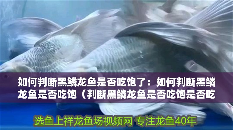 如何判斷黑鱗龍魚是否吃飽了：如何判斷黑鱗龍魚是否吃飽（判斷黑鱗龍魚是否吃飽是否吃飽，黑鱗龍魚是否吃飽）