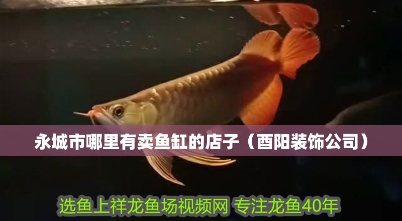 永城市哪里有賣魚缸的店子（酉陽裝飾公司）