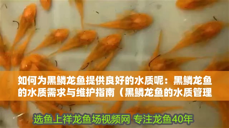 如何為黑鱗龍魚提供良好的水質呢：黑鱗龍魚的水質需求與維護指南（黑鱗龍魚的水質管理）