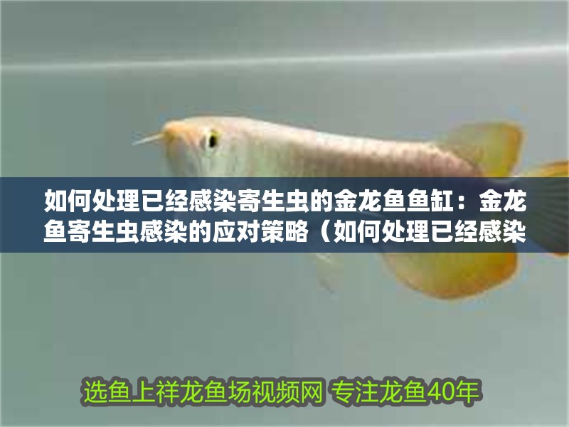 如何處理已經感染寄生蟲的金龍魚魚缸：金龍魚寄生蟲感染的應對策略（如何處理已經感染寄生蟲的金龍魚）
