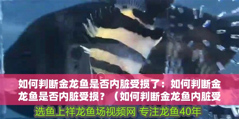 如何判斷金龍魚是否內臟受損了：如何判斷金龍魚是否內臟受損？（如何判斷金龍魚內臟受損） 如何判斷金龍魚是否內臟受損了：如何判斷金龍魚是否內臟受損？（如何判斷金龍魚內臟受損） 水族問答