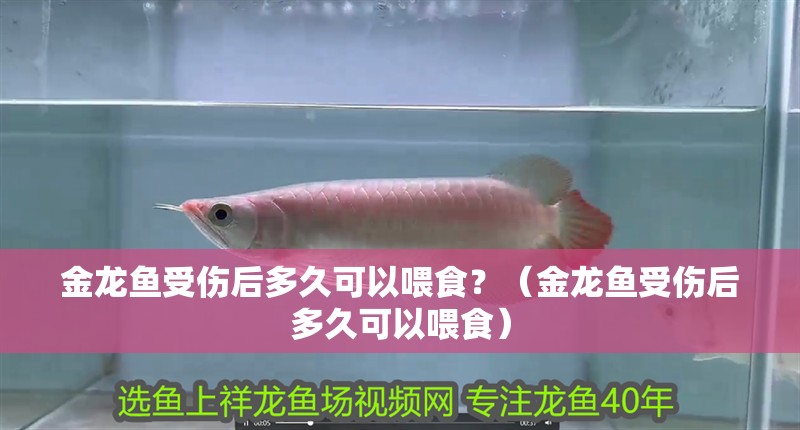 金龍魚受傷后多久可以喂食？（金龍魚受傷后多久可以喂食）