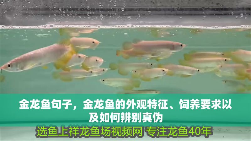 金龍魚句子，金龍魚的外觀特征、飼養(yǎng)要求以及如何辨別真?zhèn)? title=