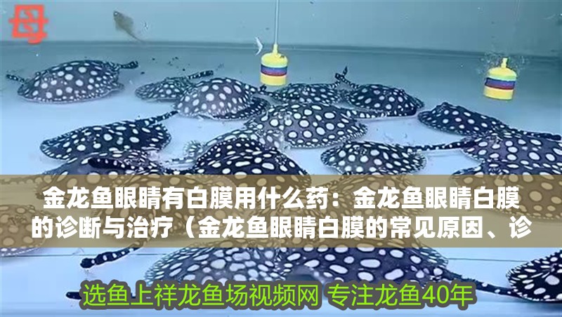 金龍魚眼睛有白膜用什么藥：金龍魚眼睛白膜的診斷與治療（金龍魚眼睛白膜的常見原因、診斷方法以及有效治療方法）