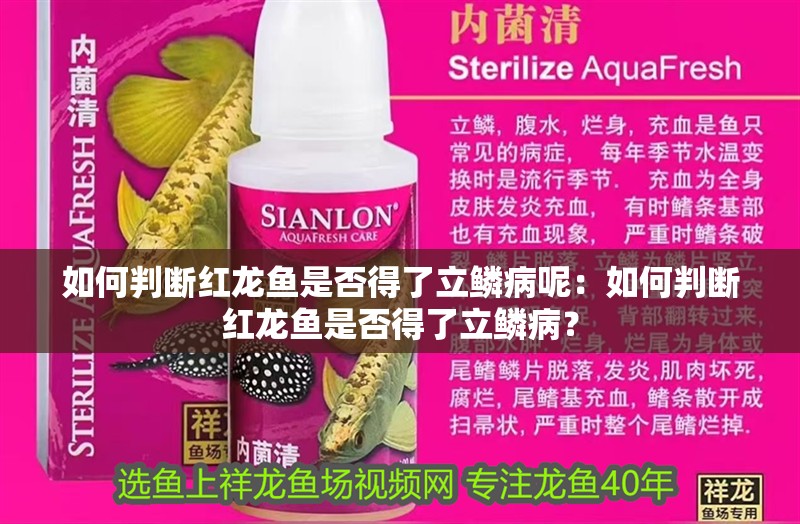 如何判斷紅龍魚是否得了立鱗病呢：如何判斷紅龍魚是否得了立鱗病？