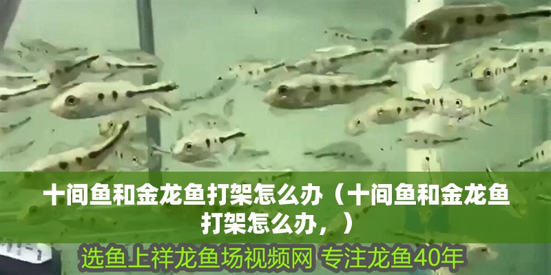 十間魚和金龍魚打架怎么辦（十間魚和金龍魚打架怎么辦，）