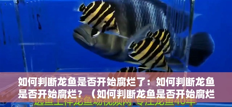 如何判斷龍魚是否開始腐爛了：如何判斷龍魚是否開始腐爛？（如何判斷龍魚是否開始腐爛）