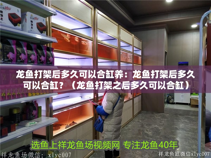 龍魚打架后多久可以合缸養(yǎng)：龍魚打架后多久可以合缸？（龍魚打架之后多久可以合缸）