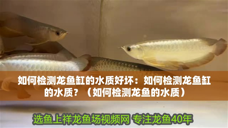 如何檢測龍魚缸的水質(zhì)好壞：如何檢測龍魚缸的水質(zhì)？（如何檢測龍魚的水質(zhì)）