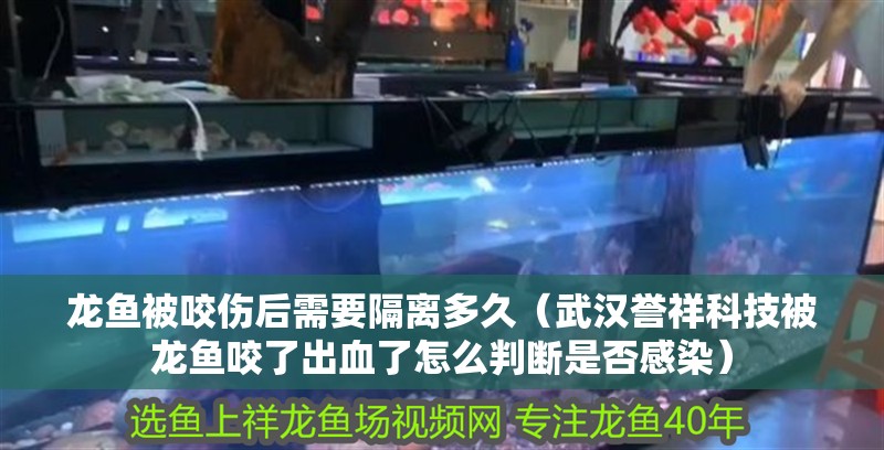 龍魚(yú)被咬傷后需要隔離多久（武漢譽(yù)祥科技被龍魚(yú)咬了出血了怎么判斷是否感染）
