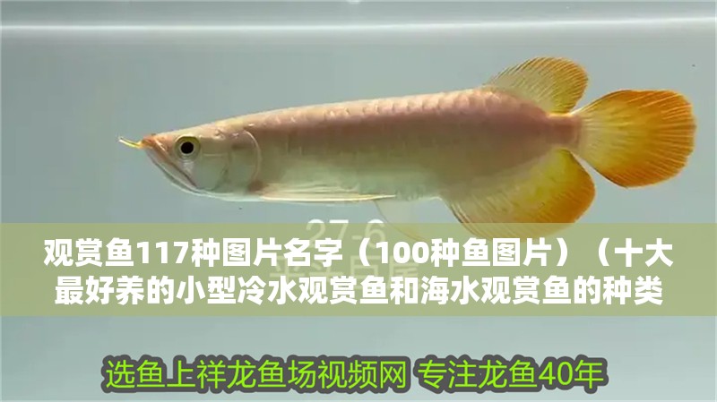 觀賞魚117種圖片名字（100種魚圖片）（十大最好養(yǎng)的小型冷水觀賞魚和海水觀賞魚的種類及種類）