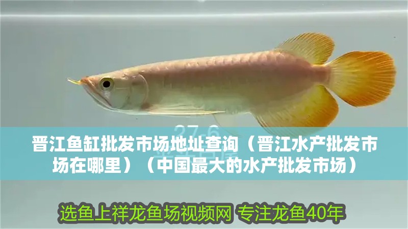 晉江魚缸批發市場地址查詢（晉江水產批發市場在哪里）（中國最大的水產批發市場）
