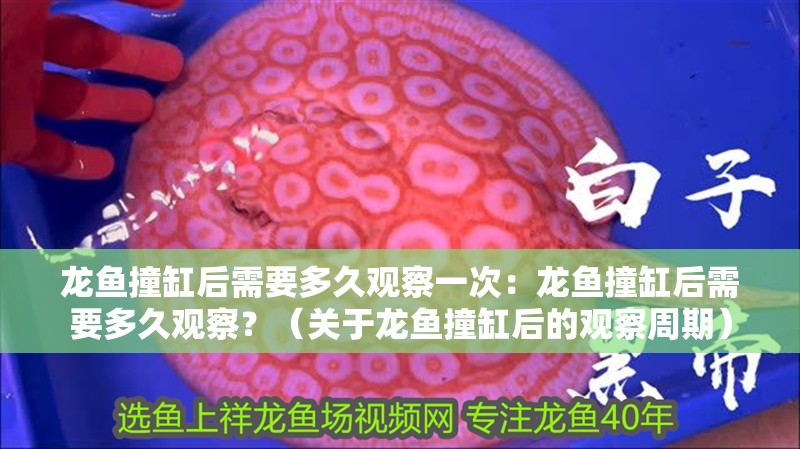 龍魚撞缸后需要多久觀察一次：龍魚撞缸后需要多久觀察？（關于龍魚撞缸后的觀察周期） 龍魚撞缸后需要多久觀察一次：龍魚撞缸后需要多久觀察？（關于龍魚撞缸后的觀察周期） 水族問答