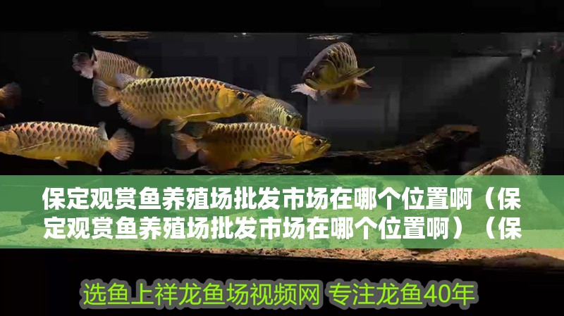 保定觀賞魚養(yǎng)殖場批發(fā)市場在哪個位置啊（保定觀賞魚養(yǎng)殖場批發(fā)市場在哪個位置啊）（保定觀賞魚養(yǎng)殖場批發(fā)市場）
