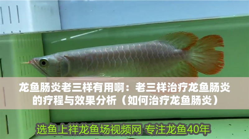 龍魚腸炎老三樣有用啊：老三樣治療龍魚腸炎的療程與效果分析（如何治療龍魚腸炎）