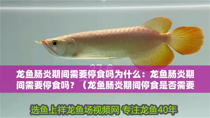 龍魚腸炎期間需要停食嗎為什么：龍魚腸炎期間需要停食嗎？（龍魚腸炎期間停食是否需要停食，龍魚腸炎期間需要注意什么）