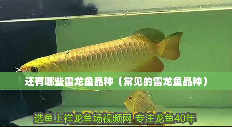 還有哪些雷龍魚品種（常見的雷龍魚品種）