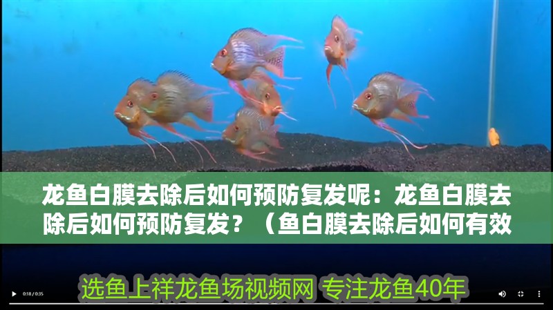 龍魚白膜去除后如何預防復發(fā)呢：龍魚白膜去除后如何預防復發(fā)？（魚白膜去除后如何有效預防復發(fā)，龍魚白膜去除后如何有效預防復發(fā)） 龍魚白膜去除后如何預防復發(fā)呢：龍魚白膜去除后如何預防復發(fā)？（魚白膜去除后如何有效預防復發(fā)，龍魚白膜去除后如何有效預防復發(fā)） 水族問答