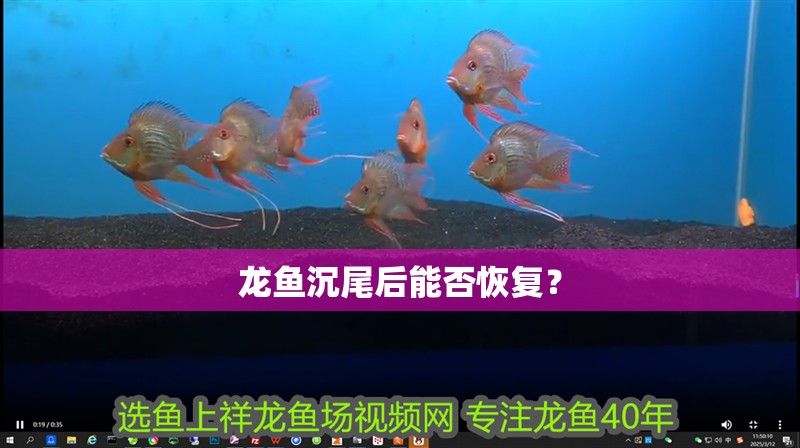 龍魚沉尾后能否恢復？