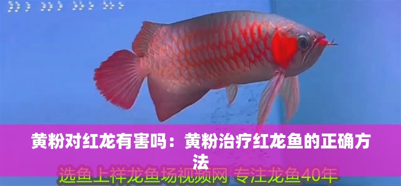 黃粉對紅龍有害嗎：黃粉治療紅龍魚的正確方法