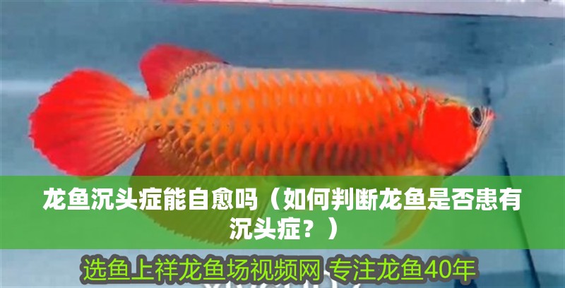 龍魚沉頭癥能自愈嗎（如何判斷龍魚是否患有沉頭癥？）