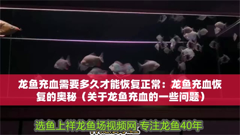 龍魚充血需要多久才能恢復正常：龍魚充血恢復的奧秘（關于龍魚充血的一些問題）