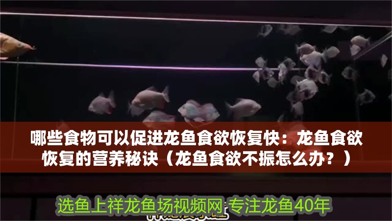 哪些食物可以促進龍魚食欲恢復快：龍魚食欲恢復的營養秘訣（龍魚食欲不振怎么辦？）