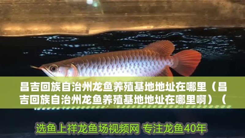昌吉回族自治州龍魚養殖基地地址在哪里（昌吉回族自治州龍魚養殖基地地址在哪里啊）（昌吉回族自治州龍魚養殖基地）