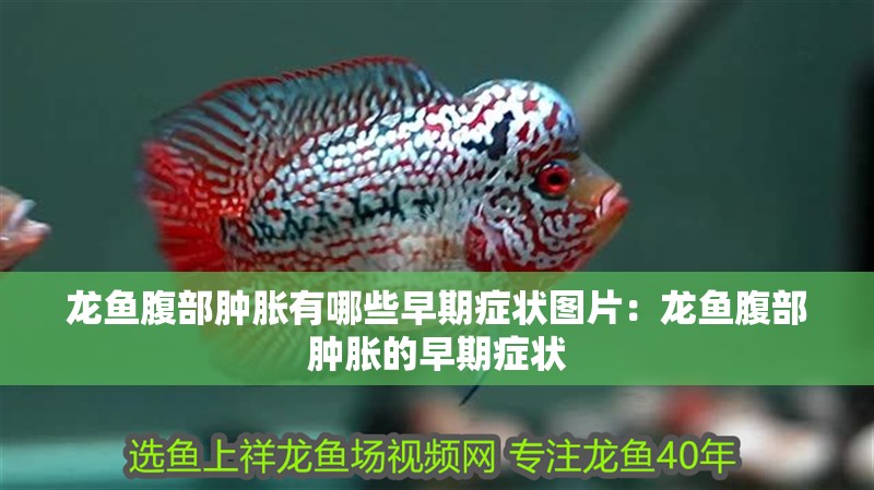 龍魚腹部腫脹有哪些早期癥狀圖片：龍魚腹部腫脹的早期癥狀