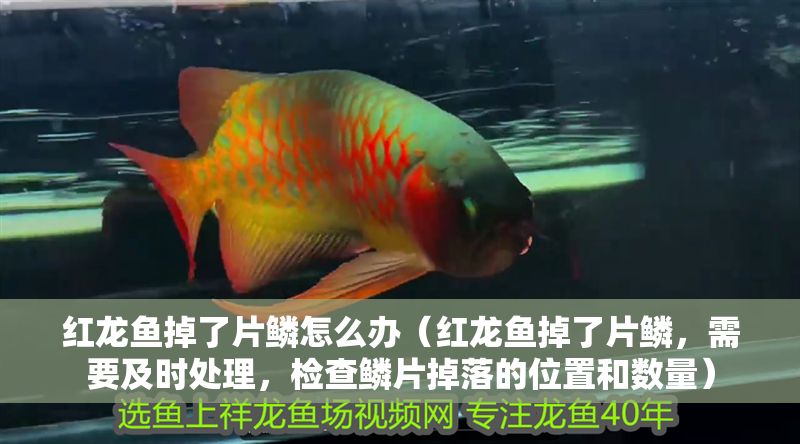 紅龍魚掉了片鱗怎么辦（紅龍魚掉了片鱗，需要及時處理，檢查鱗片掉落的位置和數(shù)量）