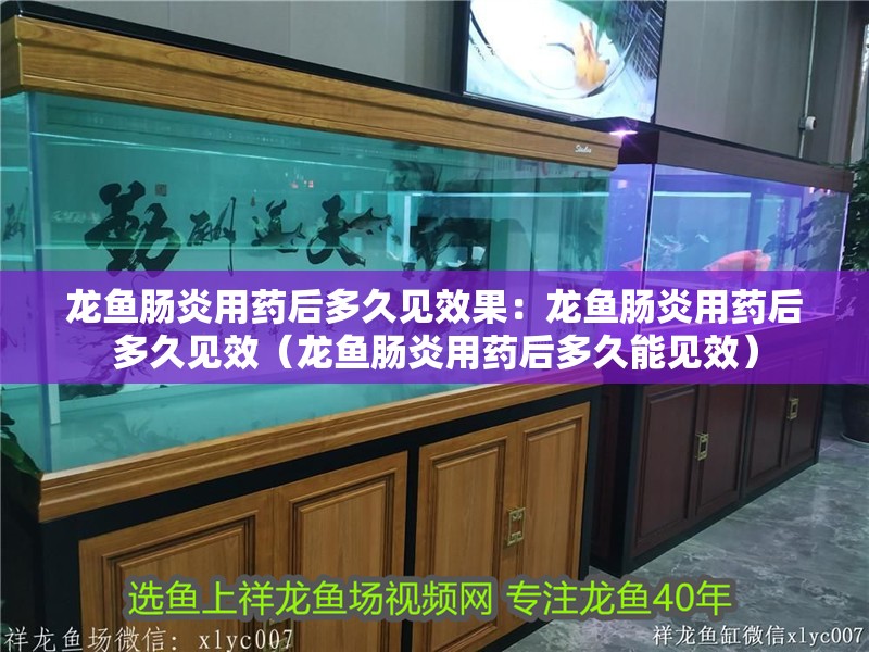 龍魚腸炎用藥后多久見效果：龍魚腸炎用藥后多久見效（龍魚腸炎用藥后多久能見效）