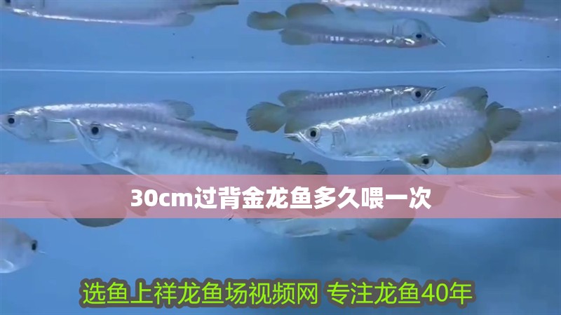 30cm過背金龍魚多久喂一次 30cm過背金龍魚多久喂一次 龍魚百科