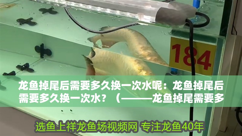 龍魚掉尾后需要多久換一次水呢：龍魚掉尾后需要多久換一次水？（———龍魚掉尾需要多久換一次水）