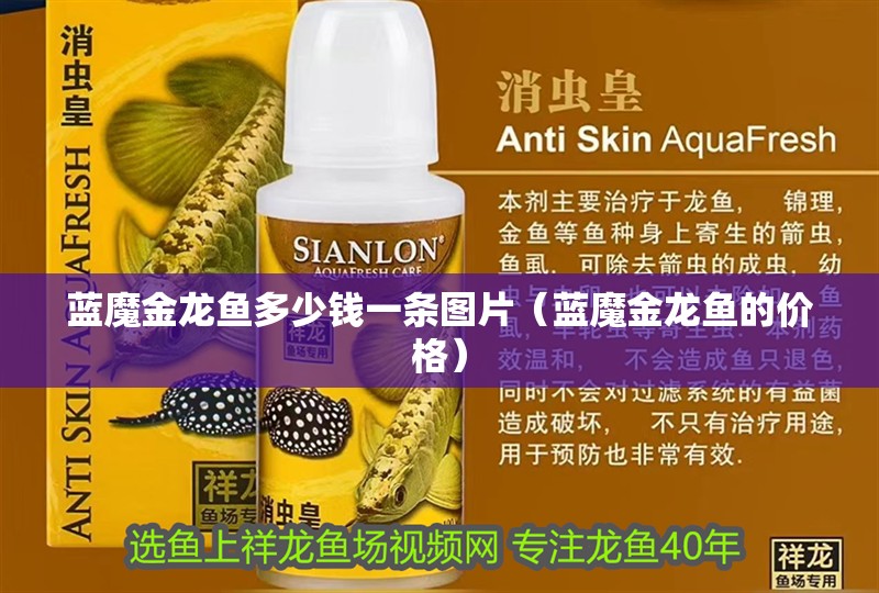 藍魔金龍魚多少錢一條圖片（藍魔金龍魚的價格）