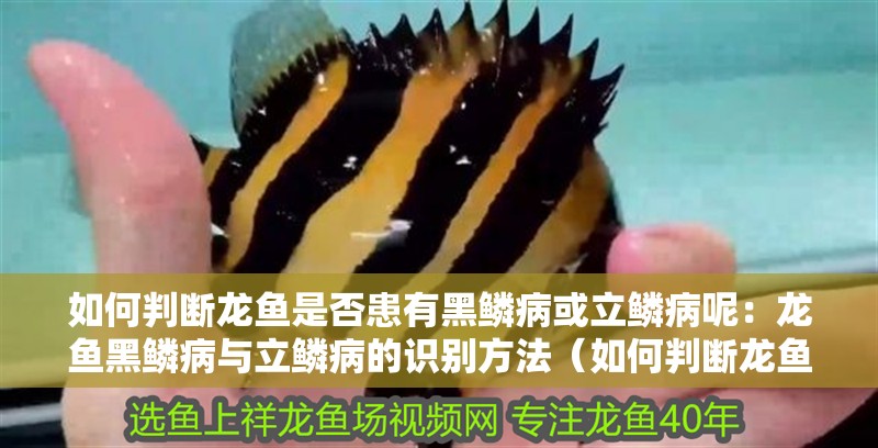 如何判斷龍魚是否患有黑鱗病或立鱗病呢：龍魚黑鱗病與立鱗病的識別方法（如何判斷龍魚是否患有立鱗病和立鱗病和立鱗病的方法）
