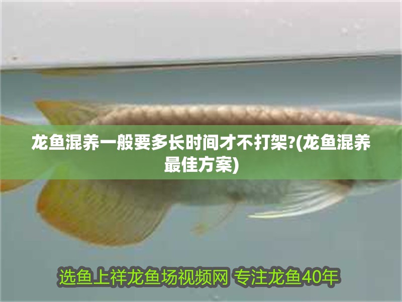 龍魚混養一般要多長時間才不打架?(龍魚混養最佳方案)