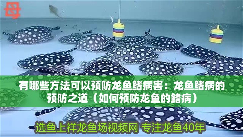 有哪些方法可以預防龍魚鰭病害：龍魚鰭病的預防之道（如何預防龍魚的鰭病）