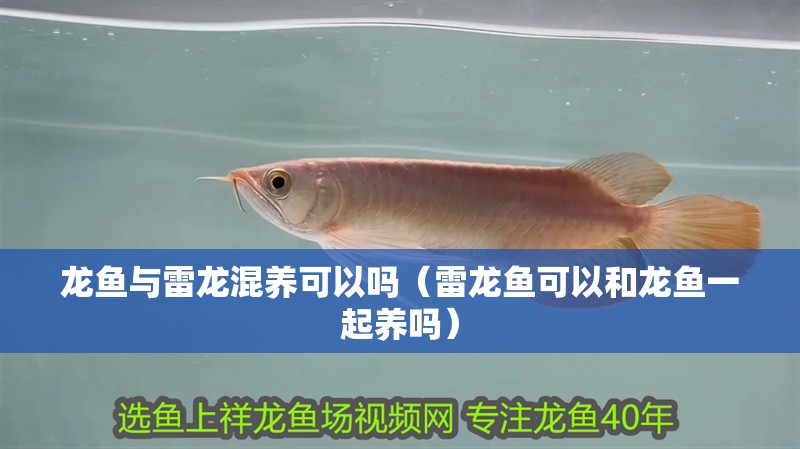龍魚與雷龍混養(yǎng)可以嗎（雷龍魚可以和龍魚一起養(yǎng)嗎）