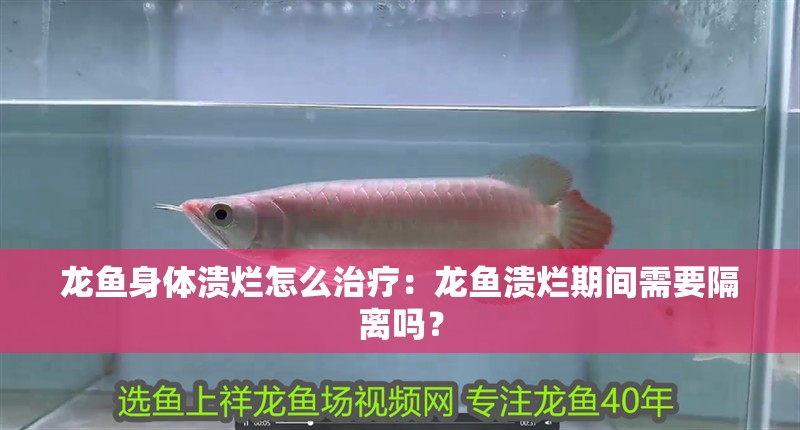 龍魚身體潰爛怎么治療：龍魚潰爛期間需要隔離嗎？