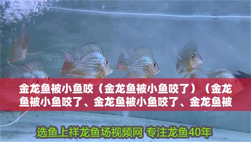 金龍魚被小魚咬（金龍魚被小魚咬了）（金龍魚被小魚咬了、金龍魚被小魚咬了、金龍魚被小魚咬了對應的信息）