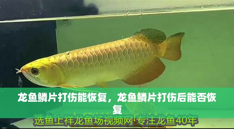 龍魚鱗片打傷能恢復，龍魚鱗片打傷后能否恢復