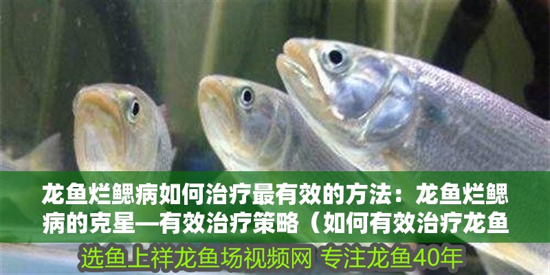 龍魚爛鰓病如何治療最有效的方法：龍魚爛鰓病的克星—有效治療策略（如何有效治療龍魚爛鰓病）