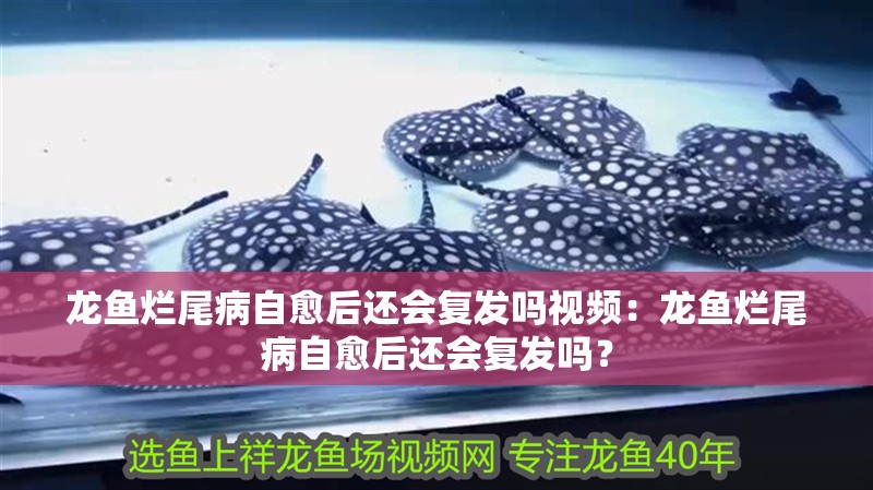 龍魚爛尾病自愈后還會復發嗎視頻：龍魚爛尾病自愈后還會復發嗎？