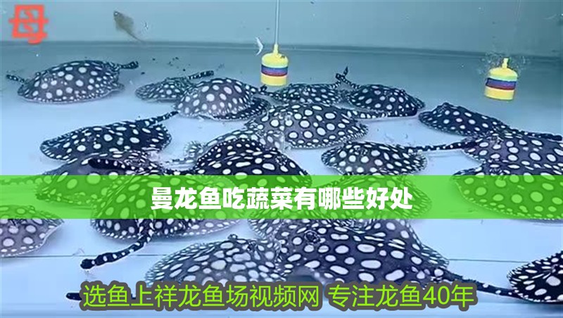 曼龍魚吃蔬菜有哪些好處