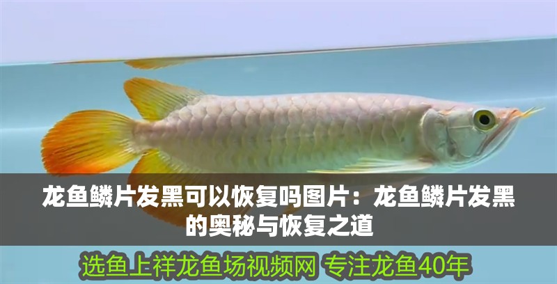 龍魚(yú)鱗片發(fā)黑可以恢復(fù)嗎圖片：龍魚(yú)鱗片發(fā)黑的奧秘與恢復(fù)之道