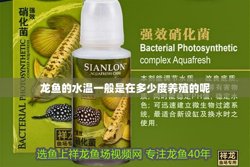龍魚的水溫一般是在多少度養(yǎng)殖的呢